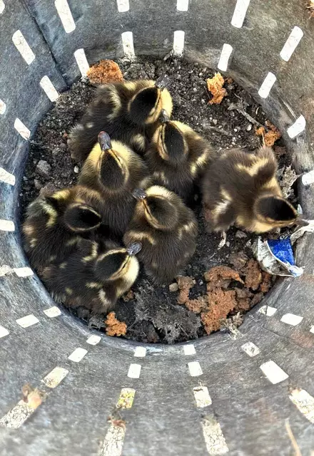 Diese sieben Entenküken wurden von Passanten in einem Schmutzfangkorb in einem Kanalschacht entdeckt. | Foto: Feuerwehr Offenburg