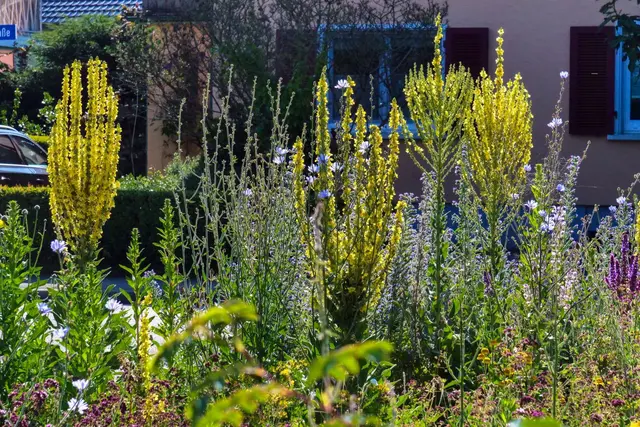 Foto: Wolfgang Hoffmann 