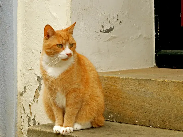 Was es da vorne wohl zu sehen gibt? | Foto: Alfred Schramm