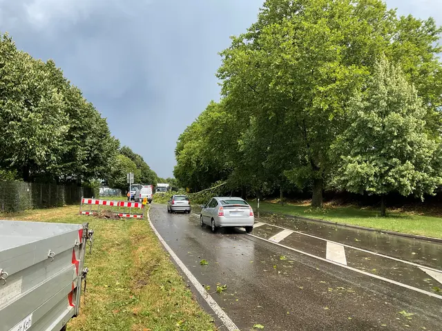 Abgerissene Äste versperren die Fahrbahn. | Foto: Stadt Kehl