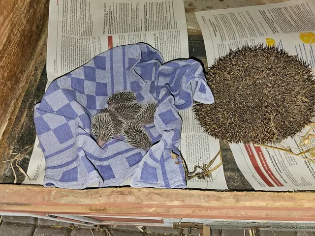 Diese Igelfamilie wurde in einem Sack in der Wackerstraße in Offenburg abgelegt. | Foto: Polizei Offenburg