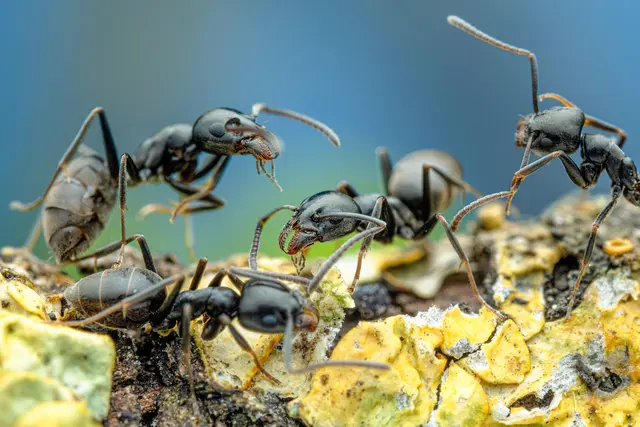 Die Große Drüsenameise | Foto: A. Bellersheim/SMNS