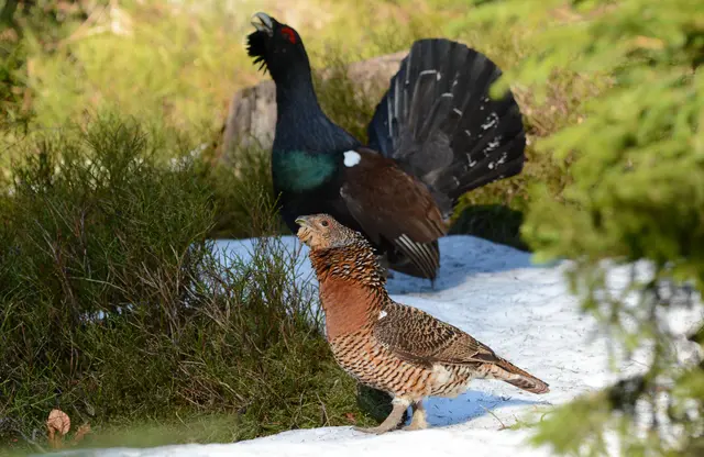 Auerhenne und Auerhahn | Foto: Walter Finkbeiner/Nationalpark Schwarzwald