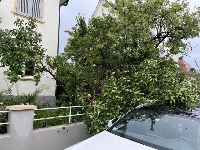 Dieser Strauch in der Scheffelstraße wurde vom Wind auseinandergerissen. | Foto: gro