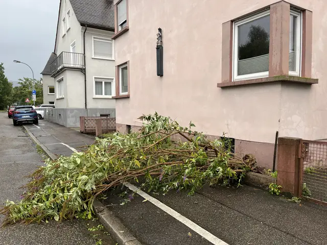Der Zierflieder fiel dem Sturm zum Opfer. | Foto: gro