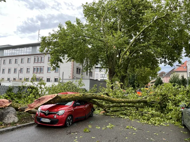In der Prinz-Eugen-Straße in Offenburg wurden große Äste von zwei alten Linden angerissen und begruben mehrere geparkte Autos unter sich. | Foto: Foto: gro