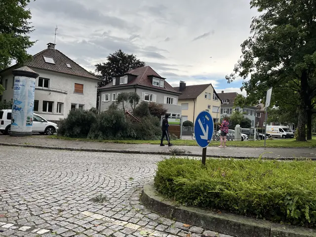 Am Ebertplatz ist ein Nadelbaum gebrochen. | Foto: gro