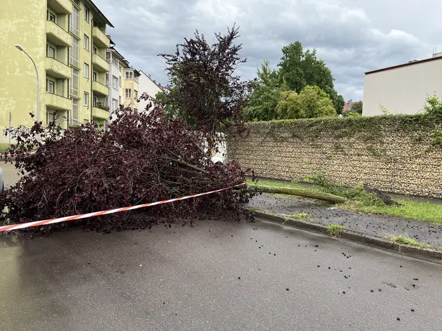 Eine Zierkirsche wurde in der Scheffelstraße entwurzelt. | Foto: gro