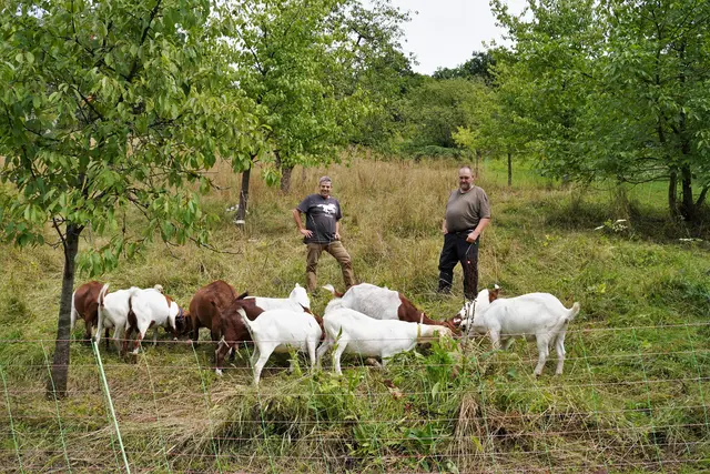 Auf den Steillagen am Bellenstein startet die Stadt Oberkirch ein Pilotprojekt zur tierischen Landschaftspflege. Die Aufnahme zeigt Christoph Huber von der Stadt Oberkirch (links) und Tierhalter Alban Schnurr (rechts).  | Foto: Tamara Fritsch/Stadt Oberkirch