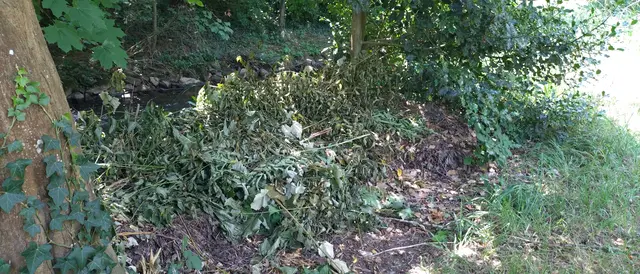 Grünabfälle dürfen nicht einfach in der Landschaft entsorgt werden.  | Foto: Stadt Lahr 