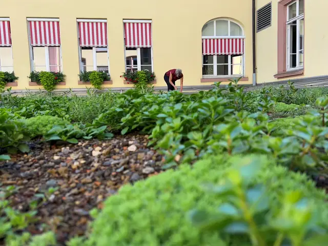 Landschaftsarchitektin Stefanie Birk begutachtet das begrünte Dach auf dem Technischen Rathaus. | Foto: Mark Gregotsch/Stadt Offenburg