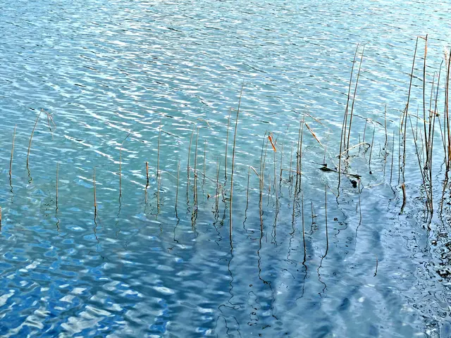 Kräuselndes, blau schimmerndes Gewässer, aus dem Schilfhalme ragen. Gesehen beim Berghauptener Pappelwaldsee. | Foto: Alfred Schramm
