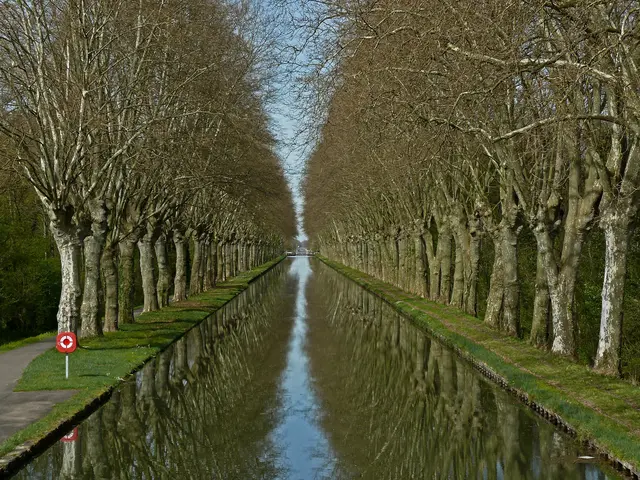 Baumallee am Canal du Rhône au Rhin, in der Nähe von Plobsheim. | Foto: Alfred Schramm