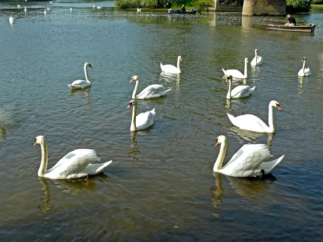 Réserve naturelle du Delta de la Sauer.
Diese Aufnahme entstand im Naturschutzgebiet des Sauerdelta bei dem ehemaligen Fischerdorf Munchhausen.
Durch die deltaförmige Einmündung des Flusses Sauer in den Rhein wird es in Frankreich  "Delta de la Sauer“ genannt.  | Foto: Alfred Schramm