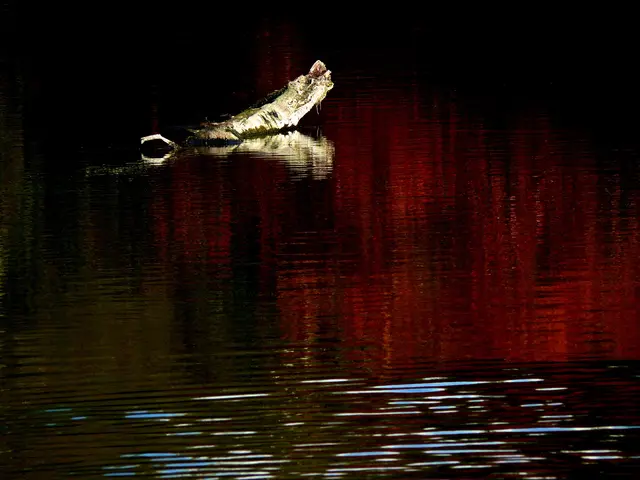 Ein Krokodil, das sein Maul aufreißt? Nein, nur die Spiegelung eines Baumstamms der aus dem Wasser ragt. | Foto: Alfred Schramm