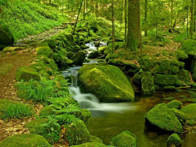 Wildromantisch führt dieser Weg entlang des Gertelbachs, über Treppen und Holzbrücken hinauf zu den Gertelbach-Wasserfällen.  | Foto: Alfred Schramm