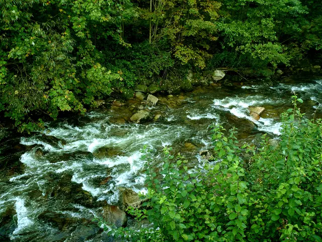 Die Gutach, deren Quellgebiet bei der Gemeinde Schönwald sich befindet, ist ca. 30 Kilometer lang und sie mündet zwischen Hausach und Wolfach in die Kinzig. 
Auf dem Weg dorthin stürzt sie sich bei Triberg (Triberger Wasserfälle) 163 Meter ins Tal. Weiterhin fließt sie von Triberg durch ein enges, windungsreiches Tal mit steilen Hängen in Richtung Hornberg. Unterhalb von Hornberg verläuft der Fluss in einem flachen Tal bis zur Einmündung in die Kinzig.  | Foto: Alfred Schramm