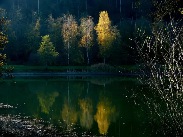 Das Leuchten der Bäume und deren Spiegelung im See: ein ideales Motiv für die Hobbyfotograf:innen. | Foto: Alfred Schramm