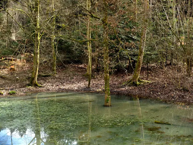 Everglades?
Nein, nur eine mit viel Regenwasser gefüllte Senke, die sich in diesem Fall  als Fotomotiv eignet. | Foto: Alfred Schramm