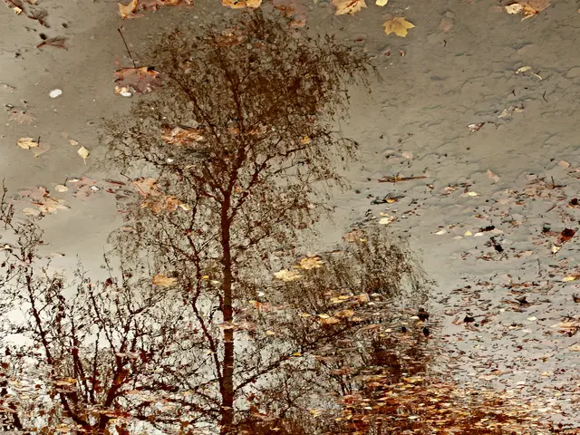 Auch Pfützen können für ein Spiegelbild geeignet sein. | Foto: Alfred Schramm