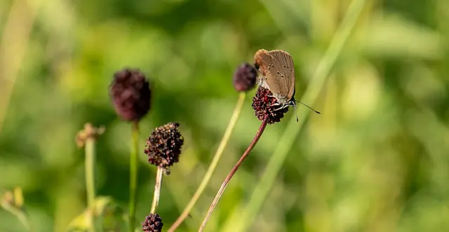 Pfeifengras | Foto: Stadt Kehl/Annette Lipowksy