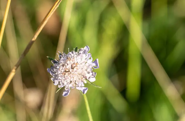 Argus-Bläuling | Foto: Stadt Kehl/Annette Lipowksy