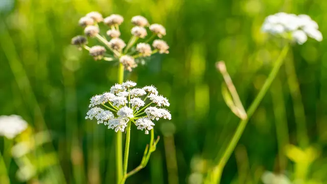 Lachenals Wasserfenchel | Foto: Stadt Kehl/Annette Lipowksy