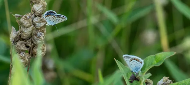 Dunkler Wiesenknopf Ameisen-Bläuling | Foto: Stadt Kehl/Annette Lipowksy