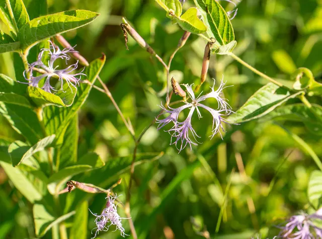 Prachtnelke | Foto: Stadt Kehl/Annette Lipowksy