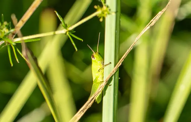 Zwitscherschrecke | Foto: Stadt Kehl/Annette Lipowksy