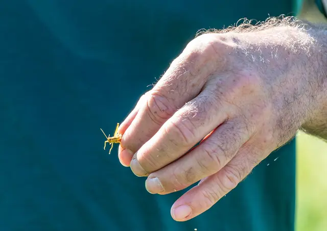 Eine Lauchschrecke | Foto: Stadt Kehl/Annette Lipowksy