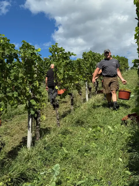 Die Weinlese im Weingut Schloss Ortenberg hat am 1. September begonnen. | Foto: Weingut Schloss Ortenberg