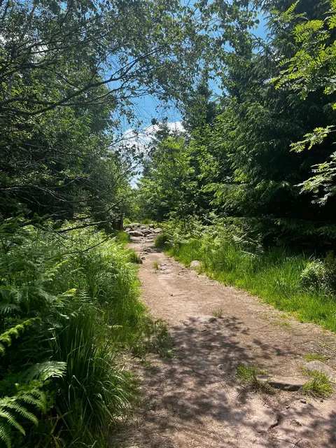 Trotz satter Grüntöne leiden viele Bäume unter den vergangenen Trockenjahren. | Foto: Foto: Lea Wölfle