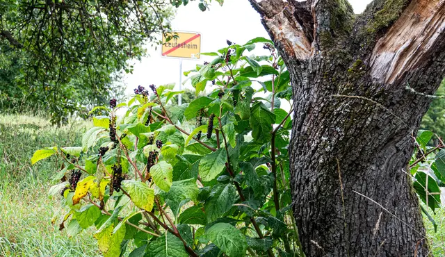 Die Kermesbeere ist giftig und breitet sich in der Region aus. | Foto: Stadt Kehl