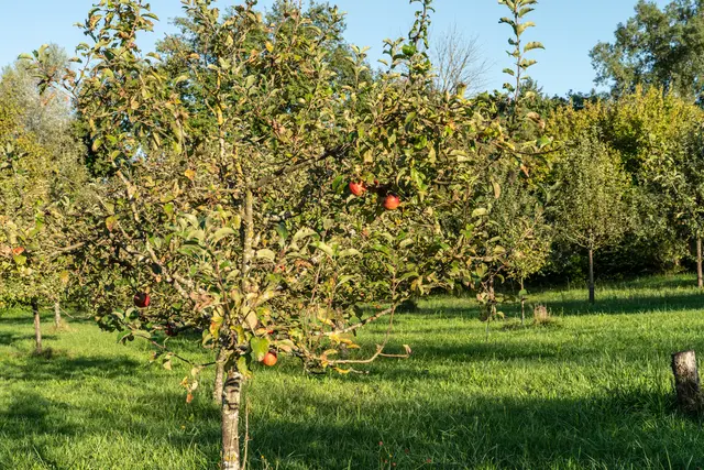 Streuobstwiese im Sundheimer Grund | Foto: Stadt Kehl