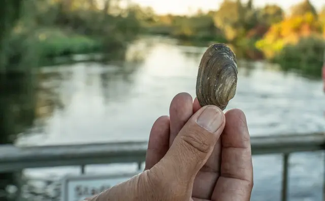 Eine Muschel | Foto: Stadt Kehl