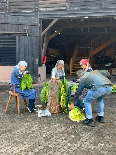 Spannende Einblicke ins Tabakanstechen | Foto: Nicole Ritter