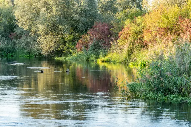 Der Sundheimer Grund ist ein Altrheinarm. | Foto: Stadt Kehl