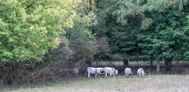 Die Fläche wird durch Kühe, aber auch Ziegen wenige Wochen im Jahr beweidet. | Foto: Stadt Kehl