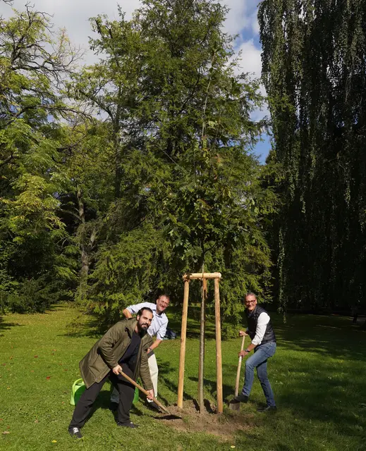Adrian Frick, Sachgebietsleiter Grün, Fabian Roßmanith, Abteilungsleiter Grün und Umwelt, und Oberbürgermeister Markus Ibert (von links) pflanzen eine Rot-Eiche im Lahrer Stadtpark. | Foto: Stadt Lahr