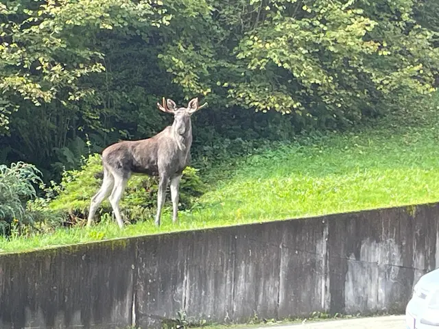 Dieser Elch wurde bei Oberwolfach gesichtet. | Foto: privat