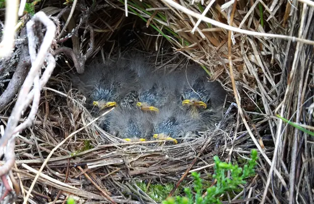 Nest eines Wiesenpiepers | Foto: Fabian Anger