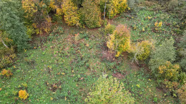 Im Wald in Bodersweier wurden Jungbäume mutwillig beschädigt. | Foto: Stadt Kehl