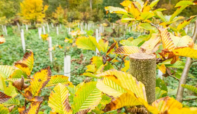Die Bäume wurden an den Haupttrieben gekappt. | Foto: Stadt Kehl