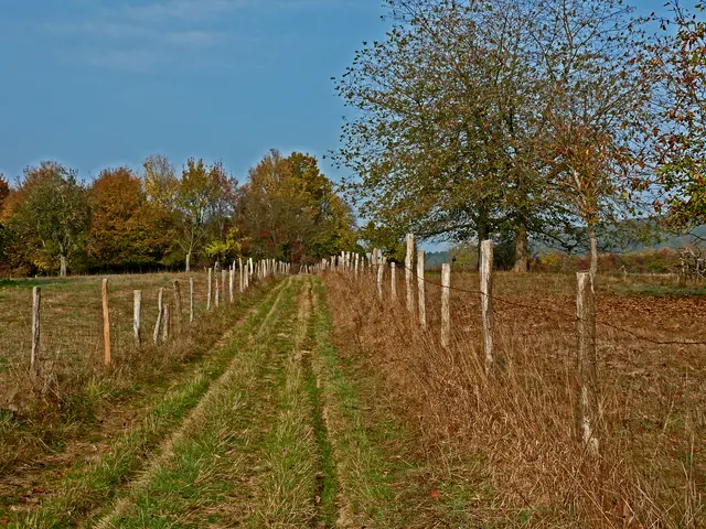 Feldweg beim elsässischen Ort Lembach.  | Foto: Alfred Schramm