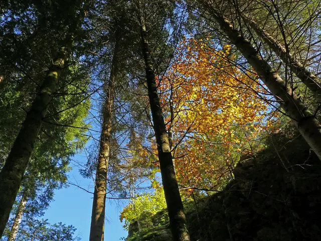 Durchsicht. | Foto: Alfred Schramm