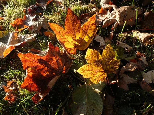 Gefallene Laubblätter, vom Licht durchschienen, liegen am Wegesrand. | Foto: Alfred Schramm