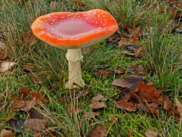 Der Fliegenpilz ist zwar schön, um ihn zu fotografieren, mehr aber auch nicht. | Foto: Alfred Schramm