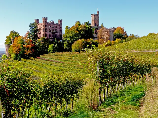 Das Schloss Ortenberg, das von Reben umgeben ist, stellt immer eine lohnenswerte Fotolocation dar. | Foto: Alfred Schramm