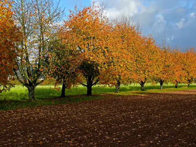 Vor einem gepflügten Acker erstreckt sich eine Fläche, mit darauf verstreuten Laubblätter. Dahinter Kirschbäume mit ihren Goldbraun verfärbtem Blattwerk. | Foto: Alfred Schramm